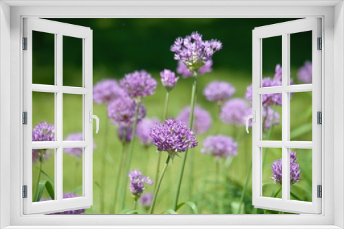 Fototapeta Naklejka Na Ścianę Okno 3D - Spring wildflowers