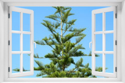 Fototapeta Naklejka Na Ścianę Okno 3D - Vertical Imageof Green Foliage of the Pine Tree Against Blue Sky