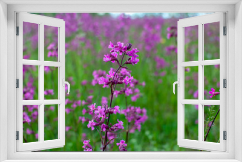 Fototapeta Naklejka Na Ścianę Okno 3D - beautiful flowers in the field
