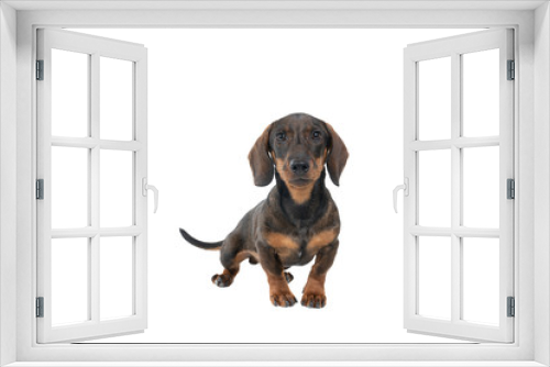 Fototapeta Naklejka Na Ścianę Okno 3D - Closeup of a bi-colored black and tan wire-haired Dachshund dog  full body looking at the camera isolated on a white background