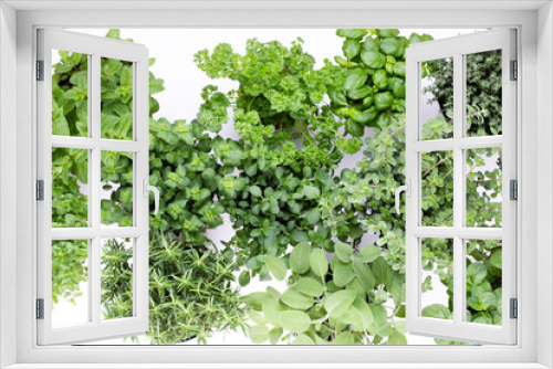 Fototapeta Naklejka Na Ścianę Okno 3D - Fresh green spices isolated on white background, top view.
