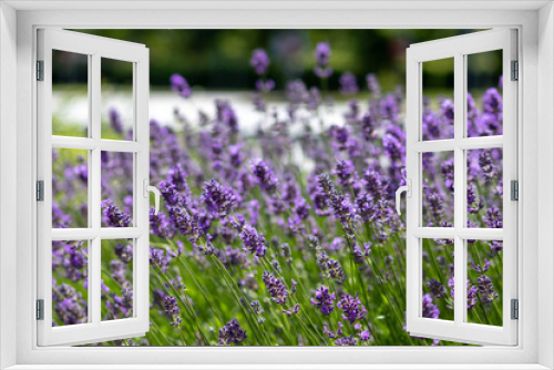 Fototapeta Naklejka Na Ścianę Okno 3D - Prachtvoll violette Lavendelblüten begrüßen den Sommertag