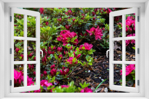 Fototapeta Naklejka Na Ścianę Okno 3D - pink flowers of Rhododendron, Azalea as nature background.
