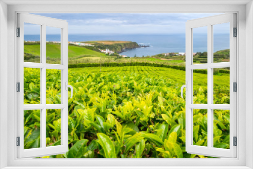 Fototapeta Naklejka Na Ścianę Okno 3D - Tea plantation in Porto Formoso on the north coast of the island of Sao Miguel in Azores on a ocean and blue sky background.
