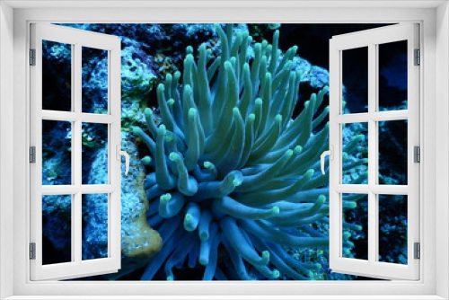 Fototapeta Naklejka Na Ścianę Okno 3D - Green Tipped Sea Anenome