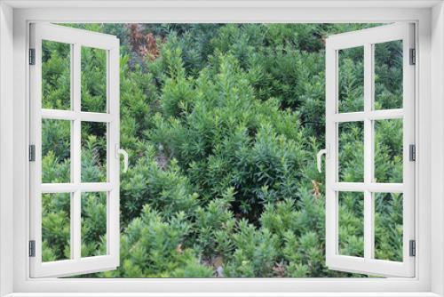 Fototapeta Naklejka Na Ścianę Okno 3D - 길거리옆 푸른나무잎