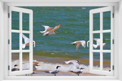 Fototapeta Naklejka Na Ścianę Okno 3D - Pássaros