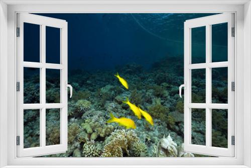 Fototapeta Naklejka Na Ścianę Okno 3D - Coral and fish in the Red Sea.