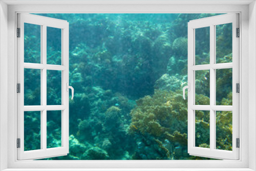 Fototapeta Naklejka Na Ścianę Okno 3D - sea fish near coral, underwater