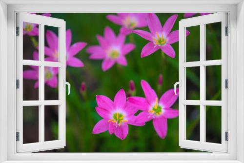 Fototapeta Naklejka Na Ścianę Okno 3D - Pink flowers in the garden,select focus.