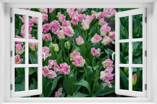 Fototapeta Naklejka Na Ścianę Okno 3D - Flower garden, Netherlands , a close up of a purple flower