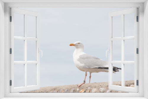 Fototapeta Naklejka Na Ścianę Okno 3D - gaviota