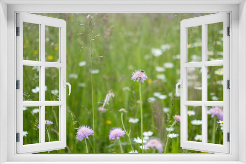 Fototapeta Naklejka Na Ścianę Okno 3D - Blumen auf der Wiese