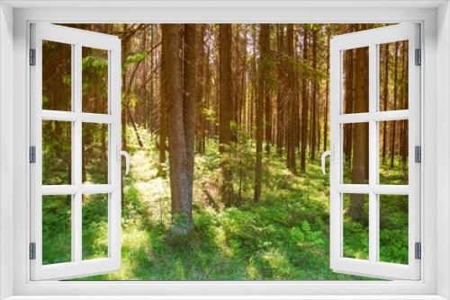 Fototapeta Naklejka Na Ścianę Okno 3D - Sunny forest landscape . Spruce forest.