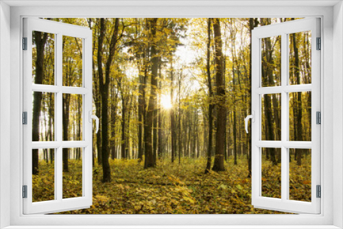 Fototapeta Naklejka Na Ścianę Okno 3D - Beautiful golden autumn landscape background