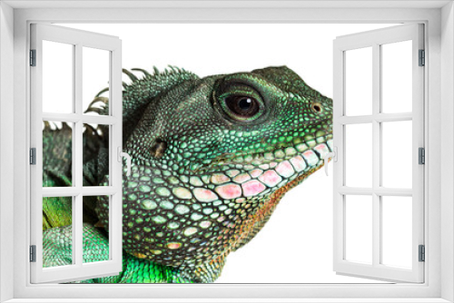 Fototapeta Naklejka Na Ścianę Okno 3D - Chinese water dragon , Physignathus cocincinus