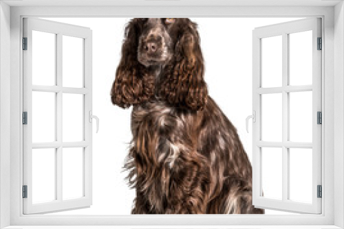 Fototapeta Naklejka Na Ścianę Okno 3D - Cocker sitting against white background