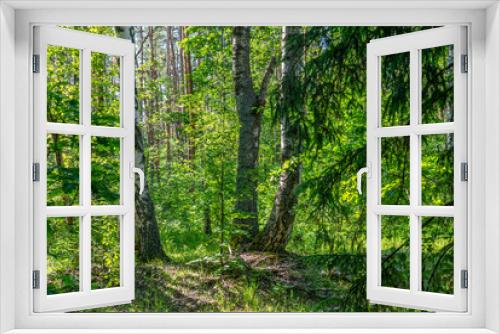 Fototapeta Naklejka Na Ścianę Okno 3D - beautiful summer landscape, three birch trunks in a dark dense forest.