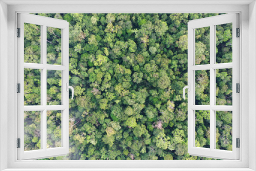 Fototapeta Naklejka Na Ścianę Okno 3D - Rainforest trees forest aerial photo