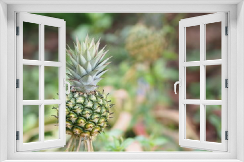 Fototapeta Naklejka Na Ścianę Okno 3D - pineapple fruit on blurred of nature background space for write wording