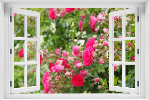 Fototapeta Naklejka Na Ścianę Okno 3D - 満開のツルバラ「キングローズ」のピンクの花