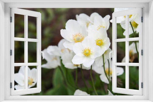 Fototapeta Naklejka Na Ścianę Okno 3D - Beautiful view of small blooming white flowers in a lovely countryside park garden on the grass.