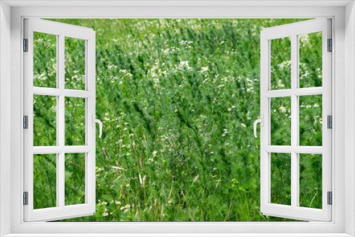 Fototapeta Naklejka Na Ścianę Okno 3D - Camomile meadow green field detail not blooming
