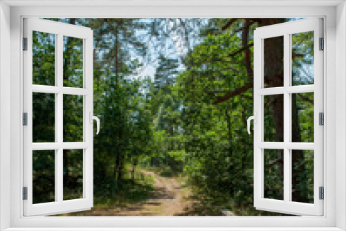 Fototapeta Naklejka Na Ścianę Okno 3D - Forest drente Netherlands
