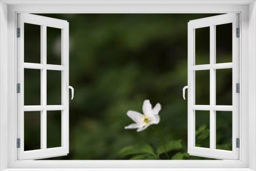 Fototapeta Naklejka Na Ścianę Okno 3D - Wood Anemone. First spring flowers.