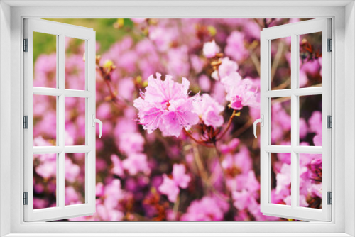 Fototapeta Naklejka Na Ścianę Okno 3D - pink blossom