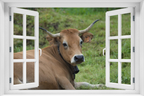 Fototapeta Naklejka Na Ścianę Okno 3D - Vacas marrones descansando en un prado.