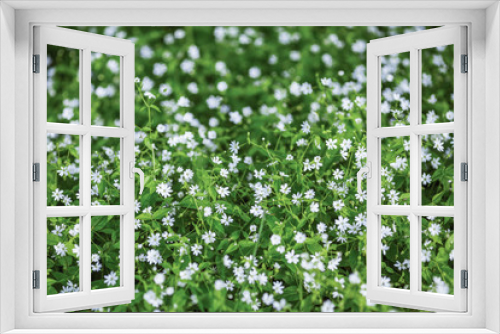 Fototapeta Naklejka Na Ścianę Okno 3D - Small white flowers on the background of green leaves. Flower meadow.