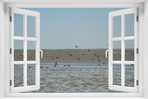 Fototapeta Naklejka Na Ścianę Okno 3D - Vogelschwarm am Strand