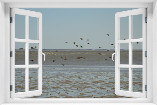 Fototapeta Naklejka Na Ścianę Okno 3D - Vogelschwarm am Strand