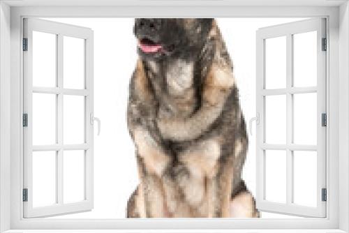 Fototapeta Naklejka Na Ścianę Okno 3D - grey german shepherd dog