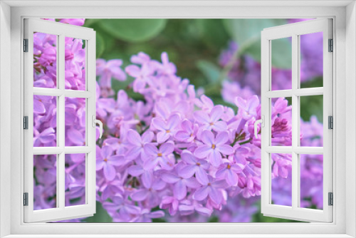 Fototapeta Naklejka Na Ścianę Okno 3D - Floral background made of blooming lilacs. Macro view of purple blossom bush. Five petal flower lilac. Springtime and summer concept. Space for text.