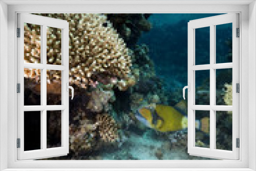 Fototapeta Naklejka Na Ścianę Okno 3D - Fish and coral in the Red Sea.
