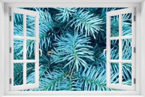 Fototapeta Naklejka Na Ścianę Okno 3D - Sweet blue spruce background grows deep in the forest closeup. Cute green fluffy fir tree brunch close up. Christmas wallpaper concept texture. Pine plant image for holiday card, abstract design