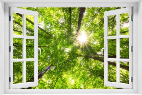 Fototapeta Naklejka Na Ścianę Okno 3D - trees in a forest