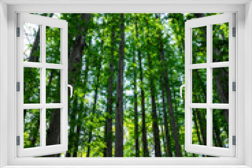 Fototapeta Naklejka Na Ścianę Okno 3D - Low angle shot of forest trees
