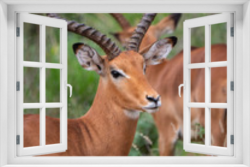 Fototapeta Naklejka Na Ścianę Okno 3D - Impala in Tsavo West National Park, Kenya