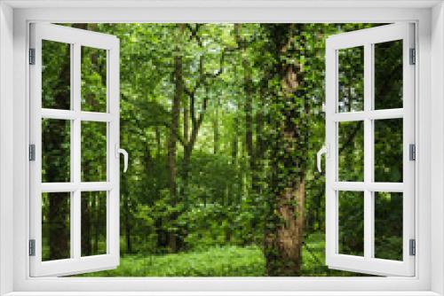 Fototapeta Naklejka Na Ścianę Okno 3D - Lush green forest in the sun