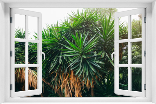 Fototapeta Naklejka Na Ścianę Okno 3D - Palm tree background. Green southern plants.