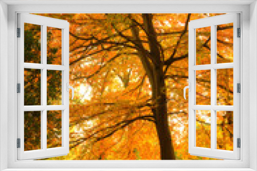 Fototapeta Naklejka Na Ścianę Okno 3D - Beautiful Autumn Fall forest scene
