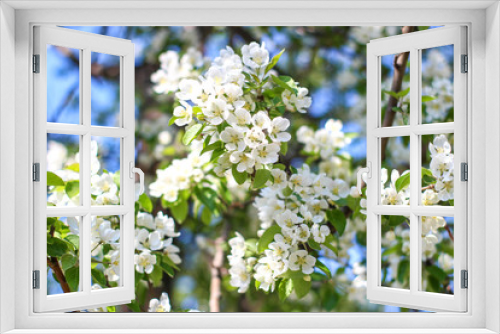 Fototapeta Naklejka Na Ścianę Okno 3D - apple blossom
