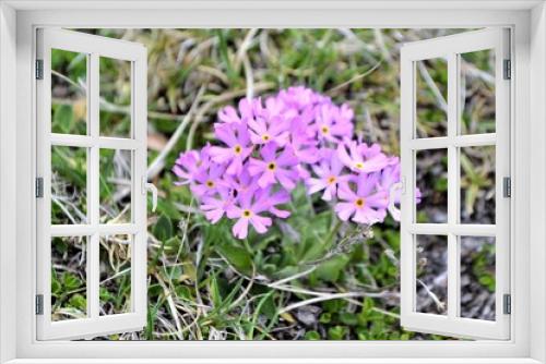 Fototapeta Naklejka Na Ścianę Okno 3D - Blume in den Alpen