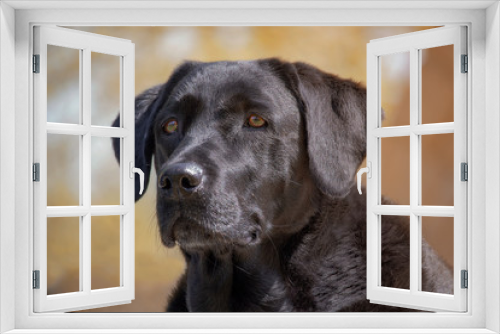 Fototapeta Naklejka Na Ścianę Okno 3D - Retrato de Labrador retriever