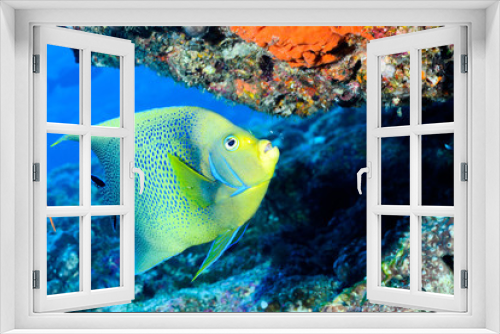 Fototapeta Naklejka Na Ścianę Okno 3D - サザナミヤッコ食事中 semicircle angelfish
