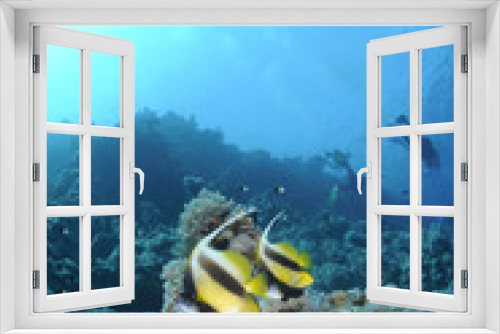Fototapeta Naklejka Na Ścianę Okno 3D - Two Red Sea bannerfish with scuba divers silhouettes.