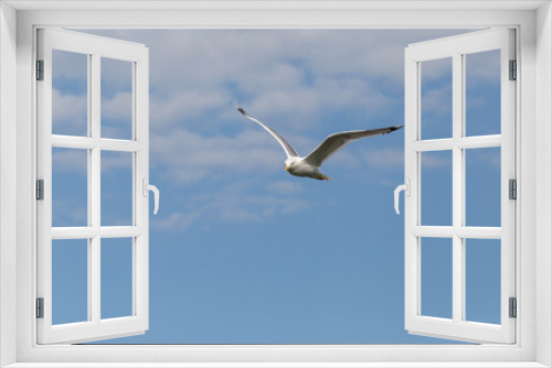 Fototapeta Naklejka Na Ścianę Okno 3D - view on seagull flying in a blue sky with clouds